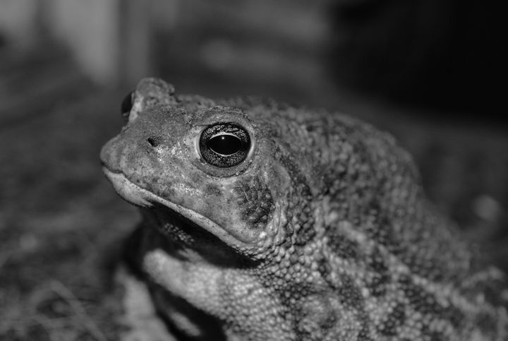 Black and white toad - Jennifer Wallace