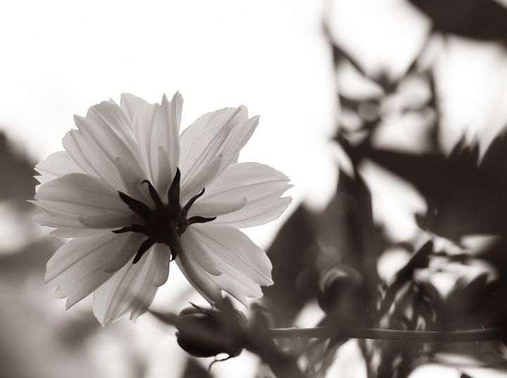 Black and White Cosmos Flower - Jennifer Wallace