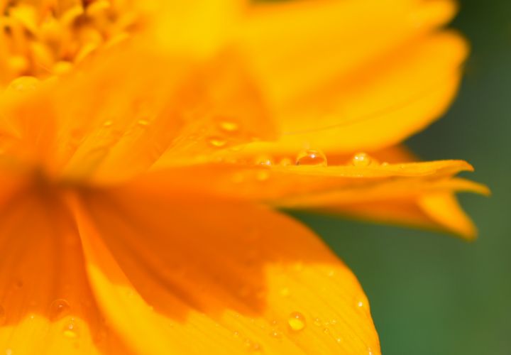 Orange Rain Drop - Jennifer Wallace