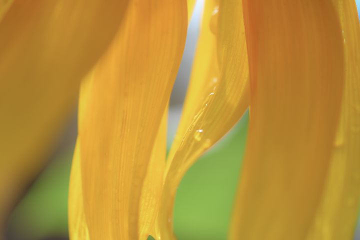 Sunflower Petals - Jennifer Wallace