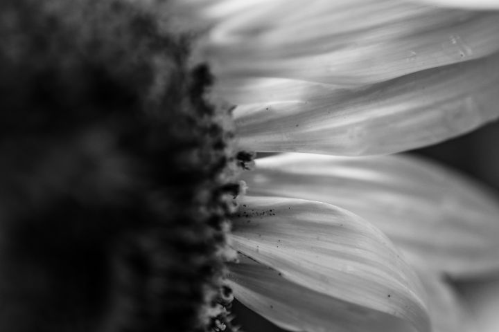 Black and White Petals - Jennifer Wallace