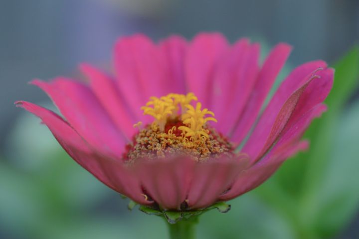 Pink Zinnia Flower - Jennifer Wallace