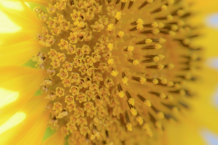 Yellow sunflower (side macro view) - Jennifer Wallace