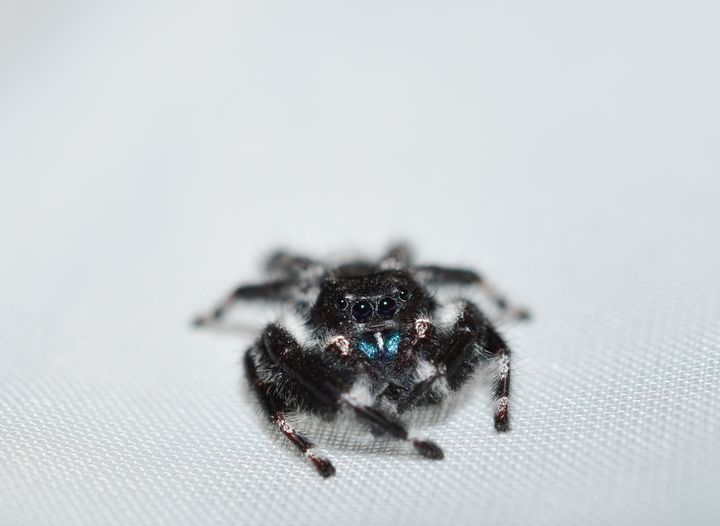 A cute bold jumping spider - Jennifer Wallace