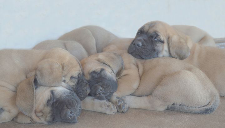 Four English Mastiff puppies - Jennifer Wallace