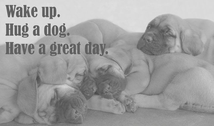 Wake up. Hug a dog. Have a great day - Jennifer Wallace