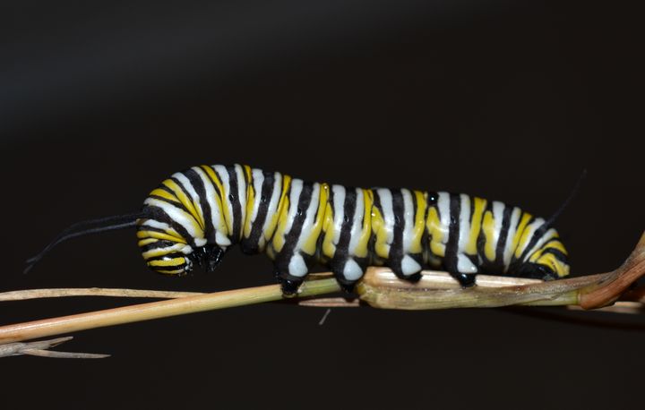 Monarch caterpillar on black - Jennifer Wallace