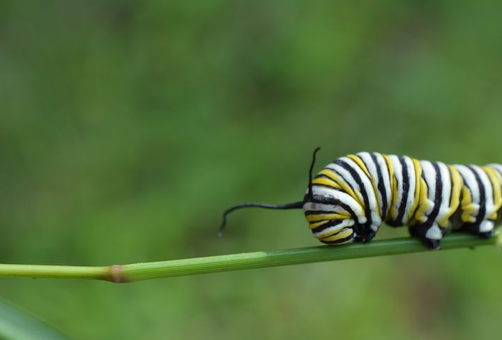 Macro Monarch caterpillar - Jennifer Wallace
