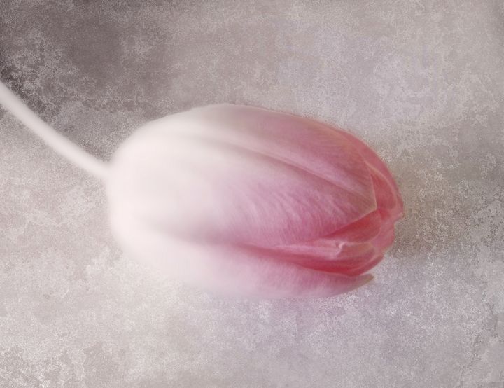 Pink Tulip - Lynn Bolt Lochside Photos