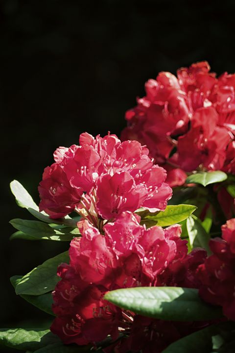 Red Rhododendron - Lynn Bolt Lochside Photos