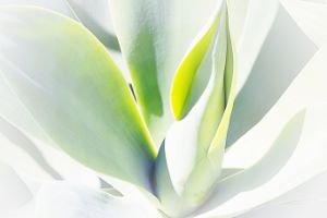 Agave in Abstract