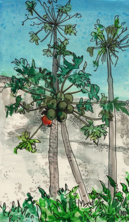 Papaya Tree Ink Watercolor Sketch  Julia Khoroshikh  Drawings   Illustration Places  Travel Asia Israel  ArtPal