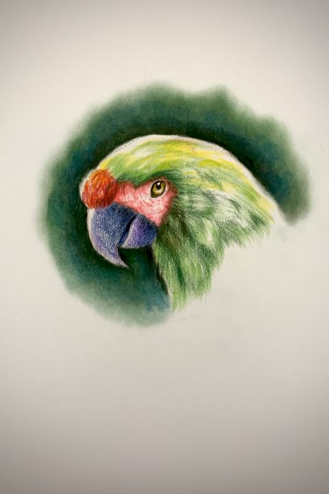 Parrot · Creative Fabrica