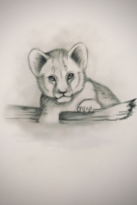 Sketching - Baby African Lion - Online Lesson Demo Works