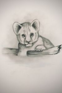 Sketching - Baby African Lion