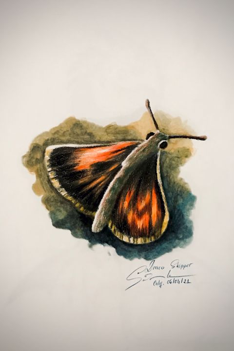 Drawing - Draco Skipper - Online Lesson Demo Works