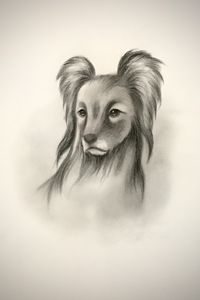 Sketching - Pyrenean Sheepdog