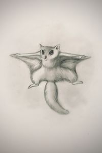 Sketching - Flying Squirrel