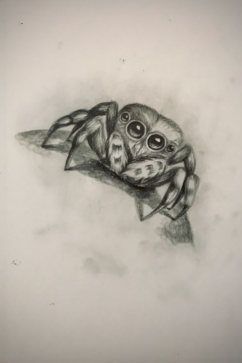 Sketching - Jumping Spider - Online Lesson Demo Works