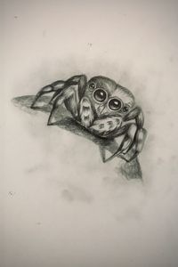 Sketching - Jumping Spider