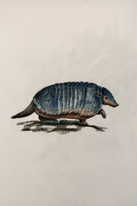 Drawing - Armadillo (Larger Hairy)
