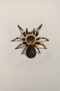 Drawing - Tarantula