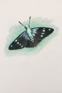 Drawing - Butterfly (Flashing Astra)