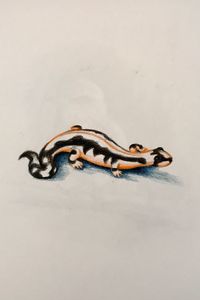Drawing - Newt (Lorestan)