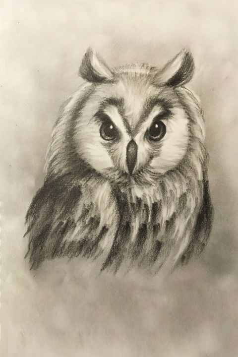 How to Draw an Owl — Online Art Lessons