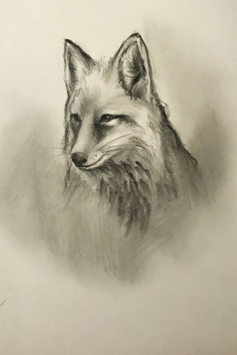 Fox Kid  Illustration drawing by Stephan Alsac  French Wildlife Artist