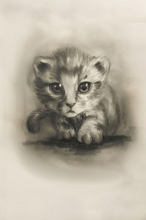 how to draw a real baby cat