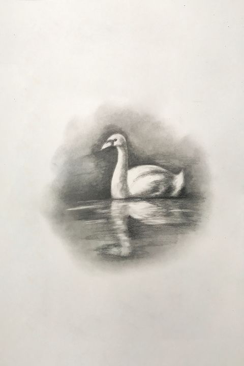 how to draw a baby swan