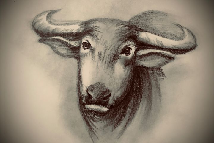 Waterbuffalo, Drawing by Roger Thijs | Artmajeur