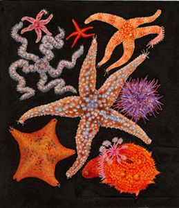 Echinoderm collage