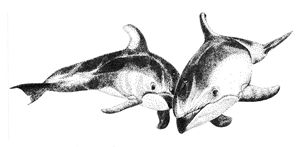 Pair of Dolphins