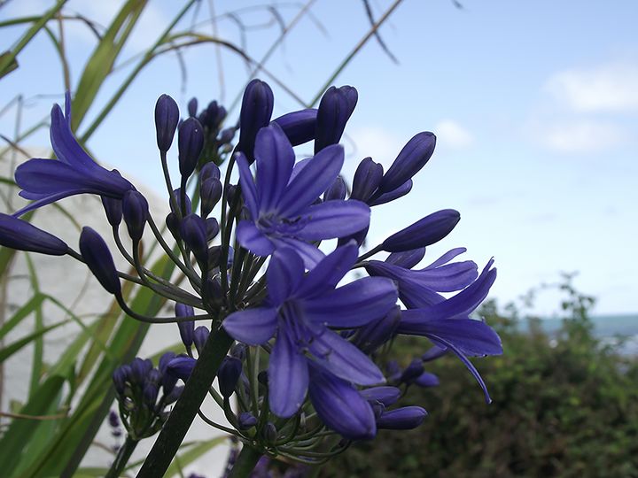 Blue Flowers On The Welsh Coast - Patrick Tudor