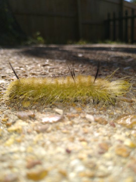 The Shaggy Caterpillar - Michelle Noice