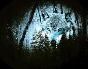 Wolf - Eyes of Blue - Thomas Hauser