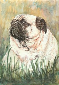 Pug in the grass