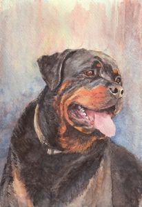 Rottweiler dog portrait