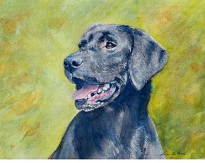 Black Labrador in watercolor