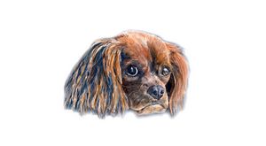 Cavalier King Charles Spaniel
