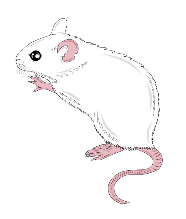 buy white mouse