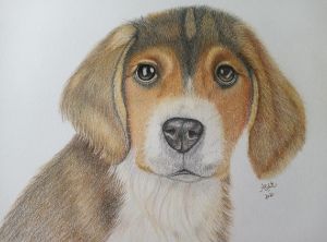 Mr. Beasley The Beagle
