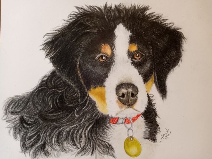 Bernese Mountain Dog - Pet Portraits By Anet