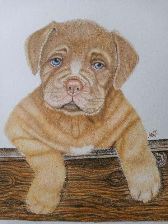 Shar-Pei Puppy - Pet Portraits By Anet
