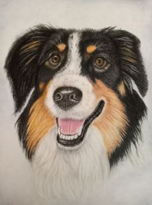Austrailian Shepherd