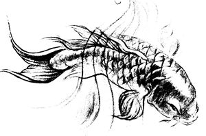 Koi