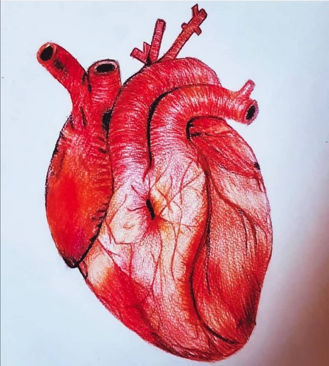Realistic Drawing Of Human Heart ❤️✨| ✓Rate this from 1-10 💖Double Tap💖  ➖➖➖➖➖➖➖➖➖➖➖➖➖➖➖ ⚠️No ©Copyright Infringement Intended❌Email… | Instagram