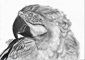 My Macaw drawing...How is it ? : r/doodles